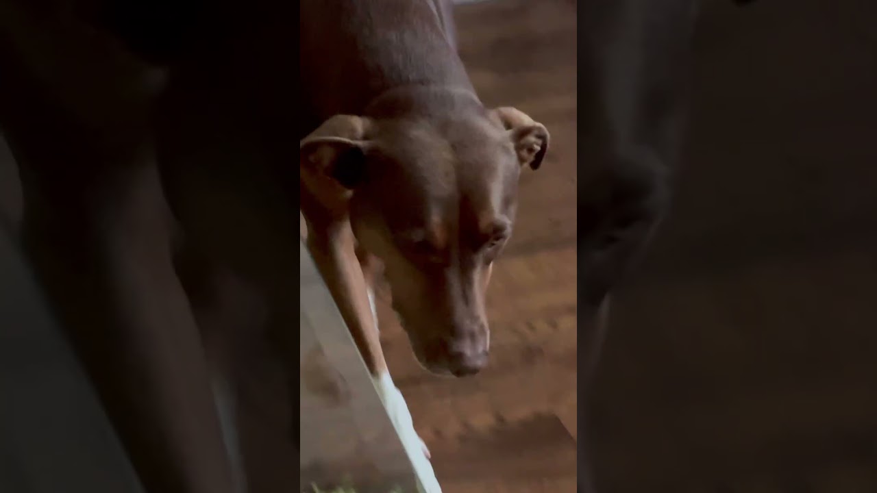 Dog Says No to PS5 – Time to Play With Her Instead