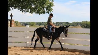 LTR Training Tip #74:  Always use Good Horsemanship Profile
