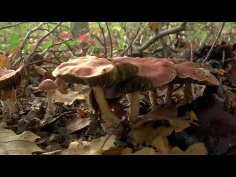 Landschapspark Duivenvoorde in de herfst
