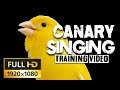 4K CANARY SINGING The Most Beautiful Canary video on youtube