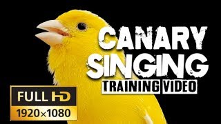 4K CANARY SINGING The Most Beautiful Canary video on youtube