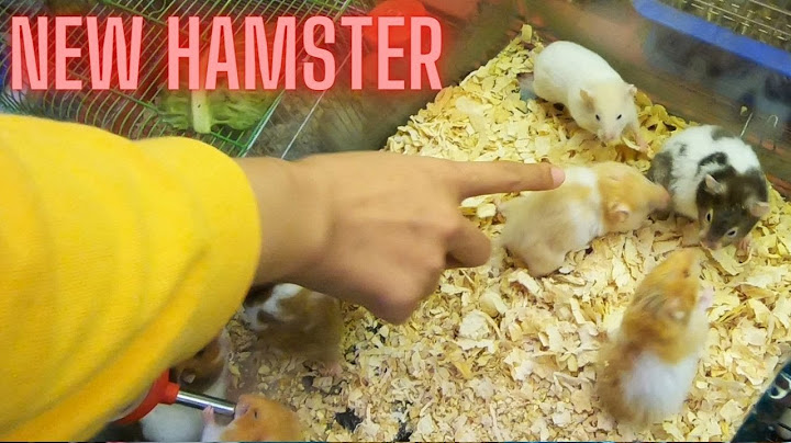 Chuột hamster mắt đỏ lông vàng
