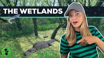 Wetland Ecosystems | Swamps, Marshes, & Bogs