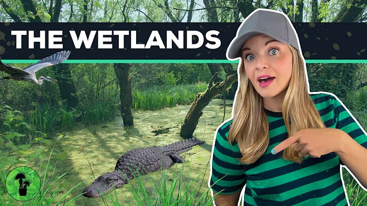 Wetland Ecosystems | Swamps, Marshes, & Bogs