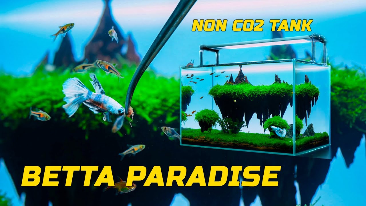 Betta Fish Tank Setup- Non CO2, Aquarium Floating Mountain, Tutorials Step by Step for 10-Gallon