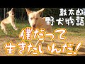 【野犬物語】子ヤギみたいな鼓太郎の健気な姿にドキドキしてます