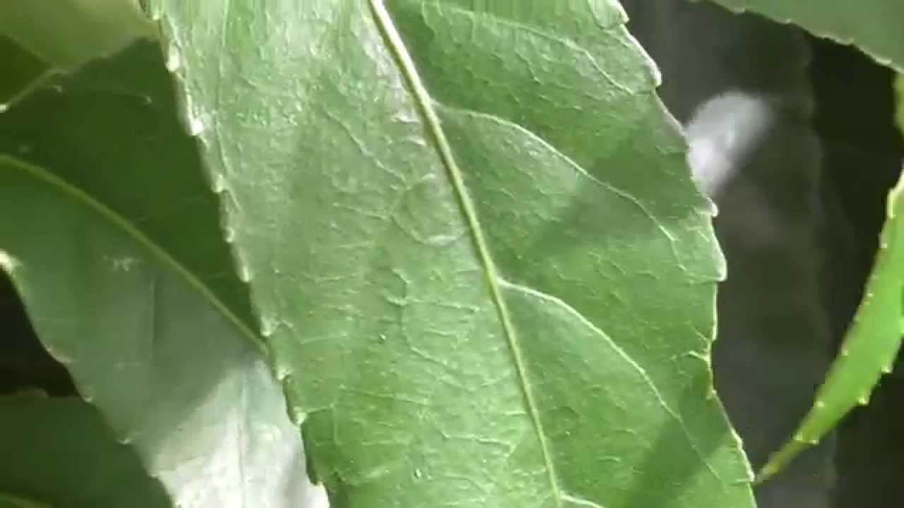  New Zealand  Native Plant  Mahoe YouTube