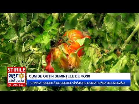 Video: Gătirea Semințelor De Roșii Pentru însămânțare