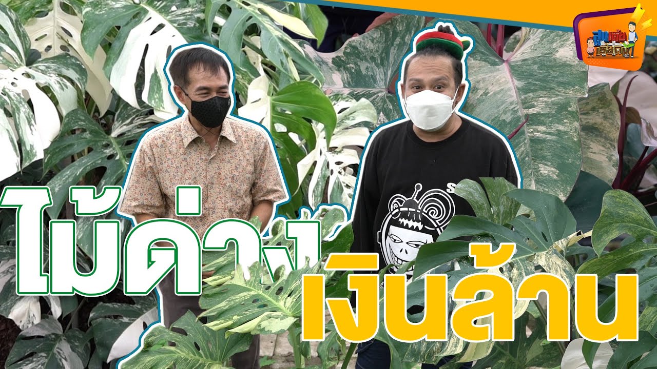 ไม้ด่าง เงินล้าน - สูงเตี้ยเรี่ยดิน EP.89 (1/2)