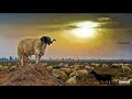 مطريشي 