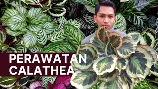 MERAWAT CALATHEA ANTI DAUN KERING