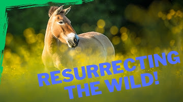 Resurrecting the Wild | The Incredible Comeback of Przewalski