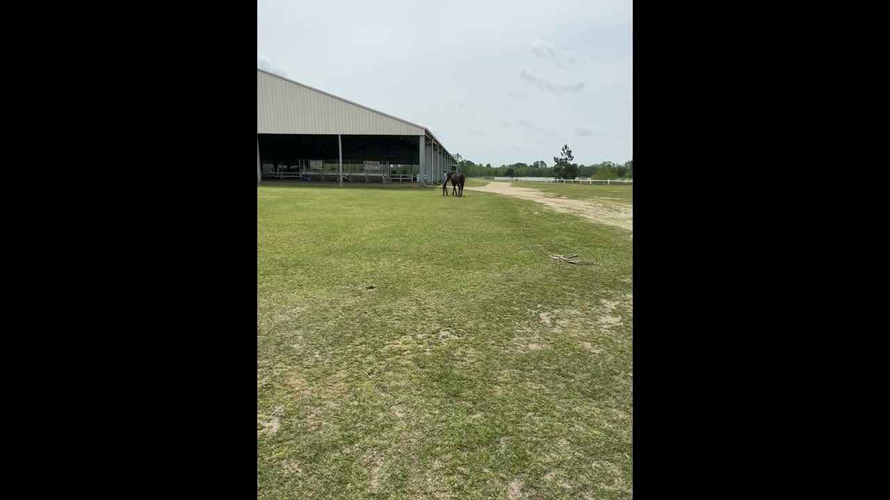 Right Hind Fetlock Flexion