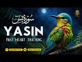 Peaceful Surah Yasin (Yaseen) سورة يس for Sleep & Anxiety ✦ Peaceful Quran Recitation