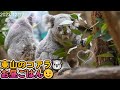 【コアラ】多すぎて誰が誰だか分からない🤣お昼時の様子😉