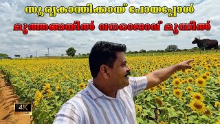 🌻 On the sunflower journey to Gundalpet… I saw the king of the forest in Muthanga! 🦬