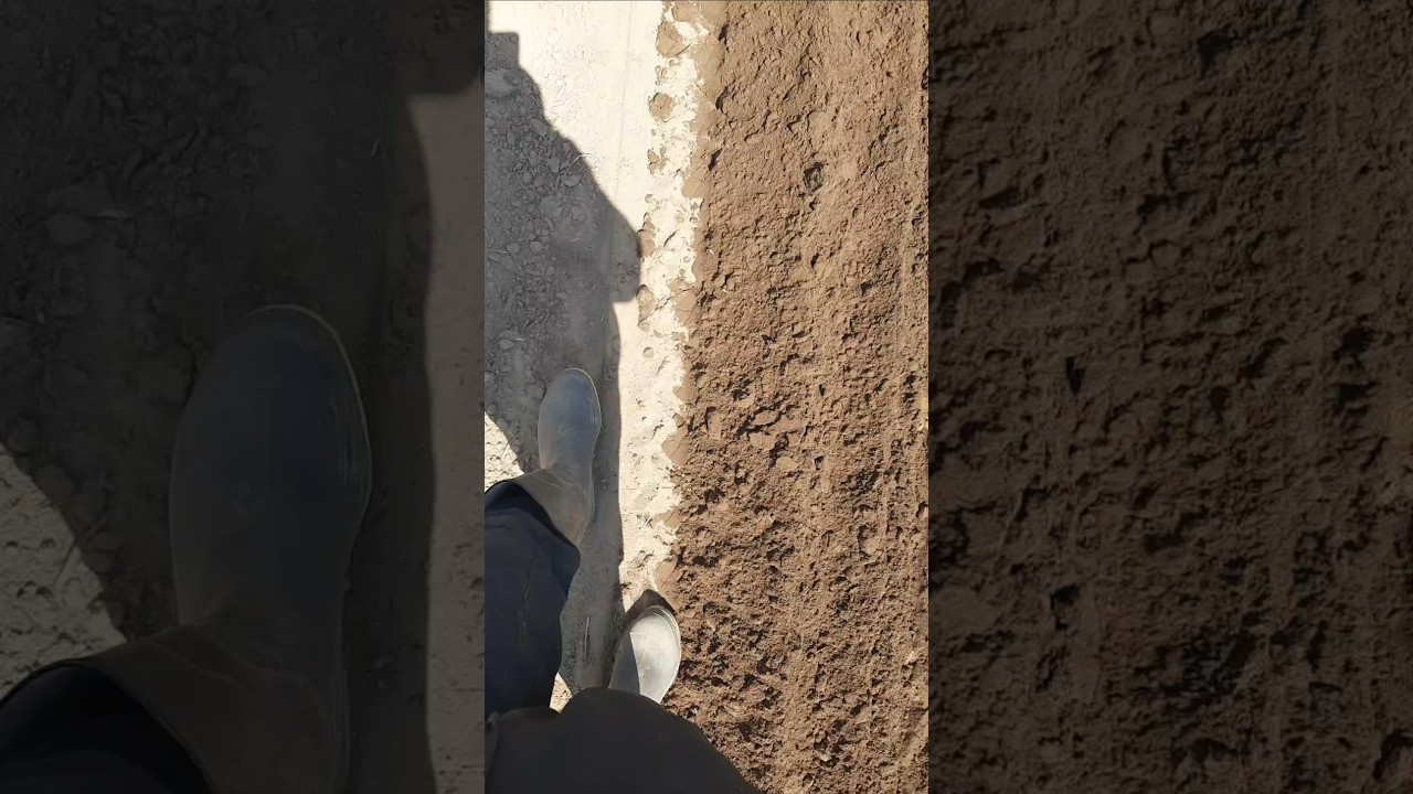 Planting tobacco in Canada 🇨🇦 for 2024 season 