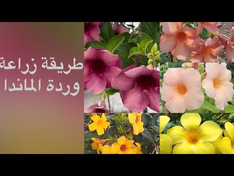 كيفية زراعة زهرة الماندا     