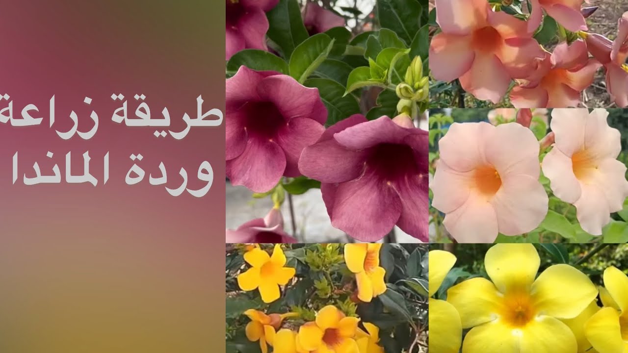 كيفية زراعة زهرة الماندا | How to grow Alamanda flower