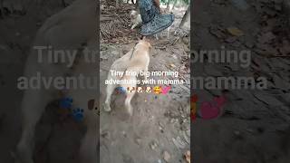 Tiny trio, big morning adventures with mamma 🐾🐶🐶🐶🥰💕😊 #youtubeshorts #shorts #pets