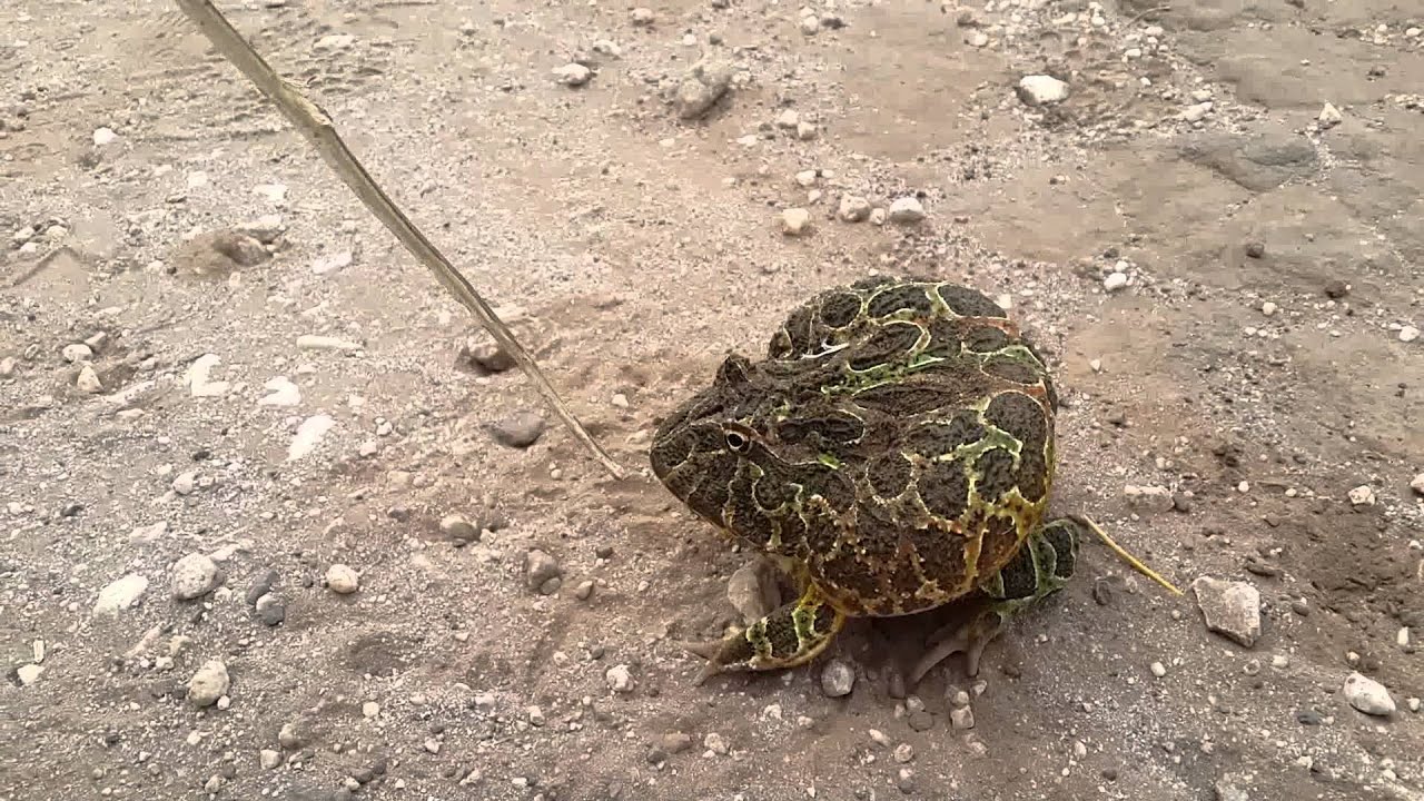 Escuerzo argentino YouTube