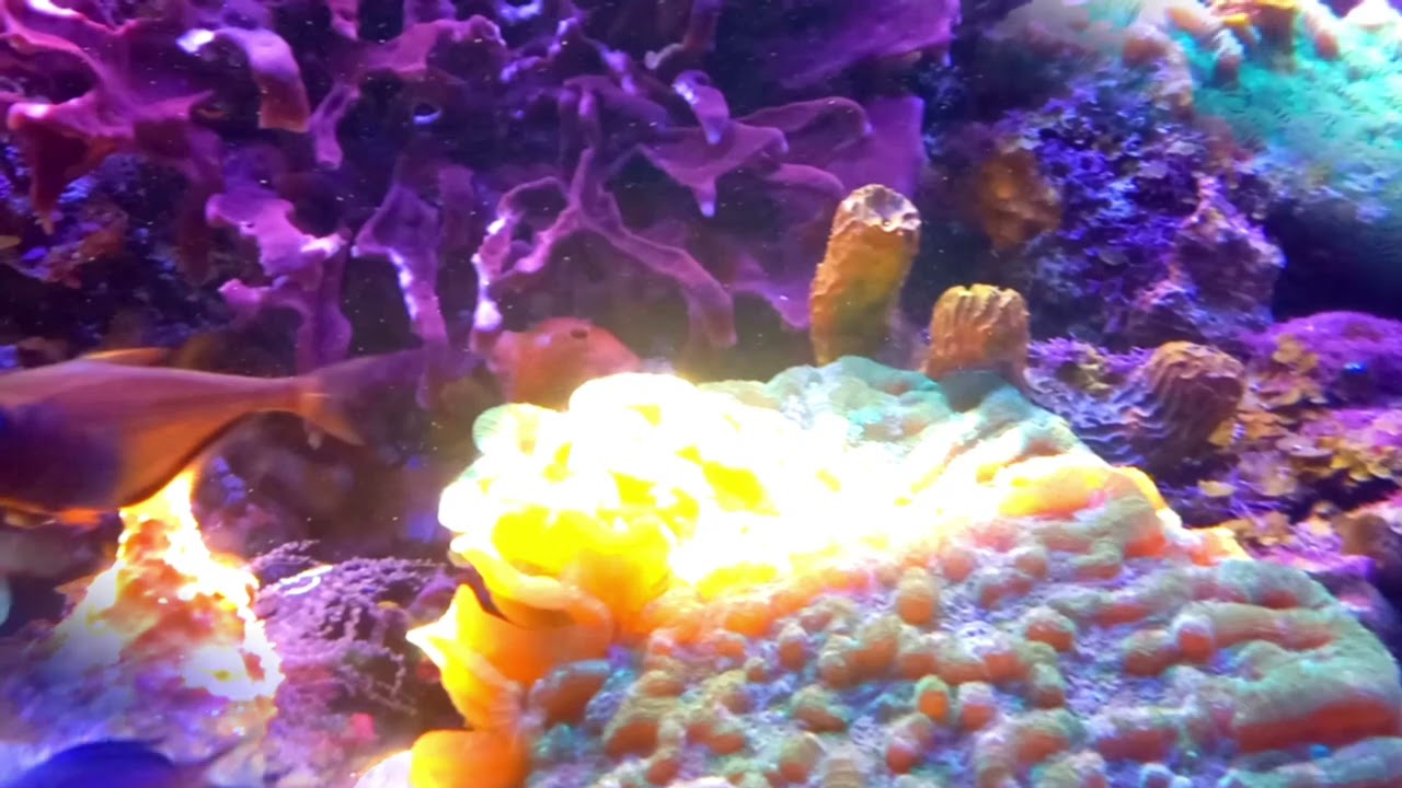 Ruben Beretta - Acuario Xcaret - Cancun - Mexico