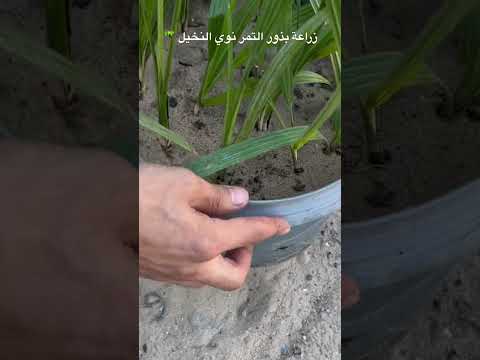 زراعة بذور التمر والنخيل عشرات الفسائل من أشجار النخيل المثمرة مجان ا ازرع النواة بدل ما ترميها
