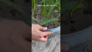 زراعة بذور التمر والنخيل🌴عشرات الفسائل من أشجار النخيل المثمرة مجانًا 🫘 ازرع النواة بدل ما ترميها