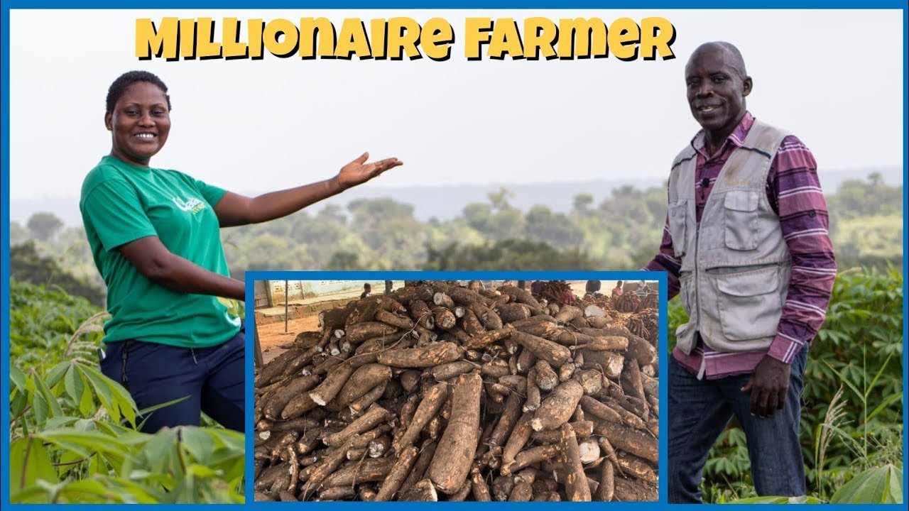 How He Multiply 1 Acre To 200 Acres Cassava Farm In Few Years / Millionaire Farmer Shares Details