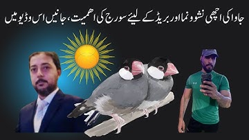 Java Sparrow Seed mix, Fawn Java , Java Sparrow , Java Finch , Lovebird , White Java , Silver Java