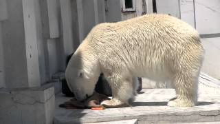 あっぱれ！ララちゃん！~Polar Bear took out and ate meat from the bag