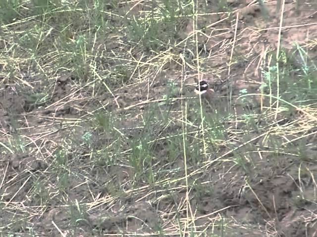 Белошапочная овсянка