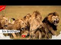 छह खूंखार भाईयों की कहानी(Part-1)|| LIONS OF SABI SAND HINDI DOCUMENTARY||