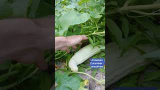 Armenian Cucumber : long video on my channel.