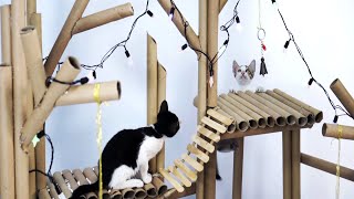 DIY Ultimate Amazing Cat's Tree House for My Cute Kittens