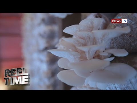 Video: Paano I-cut Ang Mga Kabute