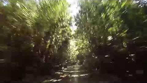 TBS Vendetta forest tunnel