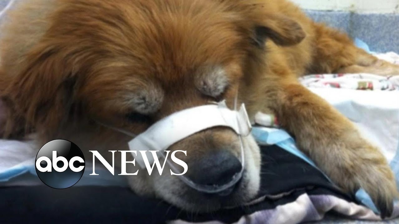 Hero Dog Saves Owner From House Fire - YouTube