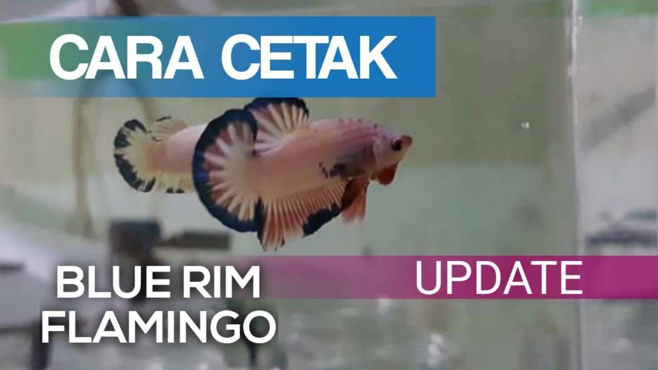 Cara Cetak Cupang Blue Rim Flamingo || How to breed betta fish blue rim flamingo