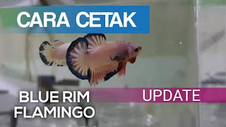 Cara Cetak Cupang Blue Rim Flamingo || How to breed betta fish blue rim flamingo