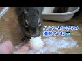 意外と撮影を気にするリスの俵太先生
