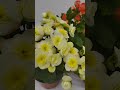Pretty begonia blooms! 😍 #iamthegardener #plantsbringjoy #gardenflower #indoorplants