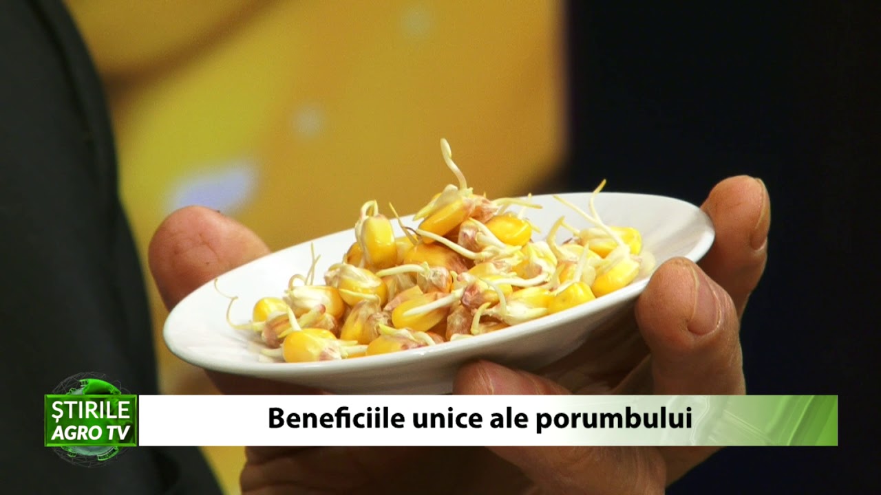 FARMACIA VERDE - Beneficiile unice ale porumbului 1 FARMACIA VERDE - Beneficiile unice ale porumbului YouTube player