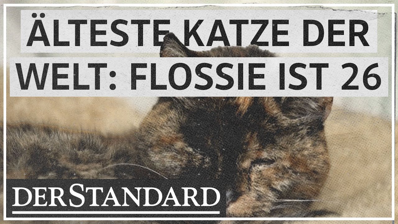Wie Alt Ist Die älteste Katze Der Welt Geworden Älteste Katze der Welt: Flossie ist 26 - YouTube