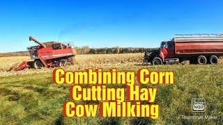 Combining Corn/Cutting Hay/Milking Cows on a Small Family Dairy Farm