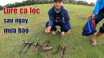 Câu Lure Cá Lóc ● Lure Cá Lóc Dạo Sau Ngày Mưa Bão Và Cái Kết | Tâm Râu Vlog #166