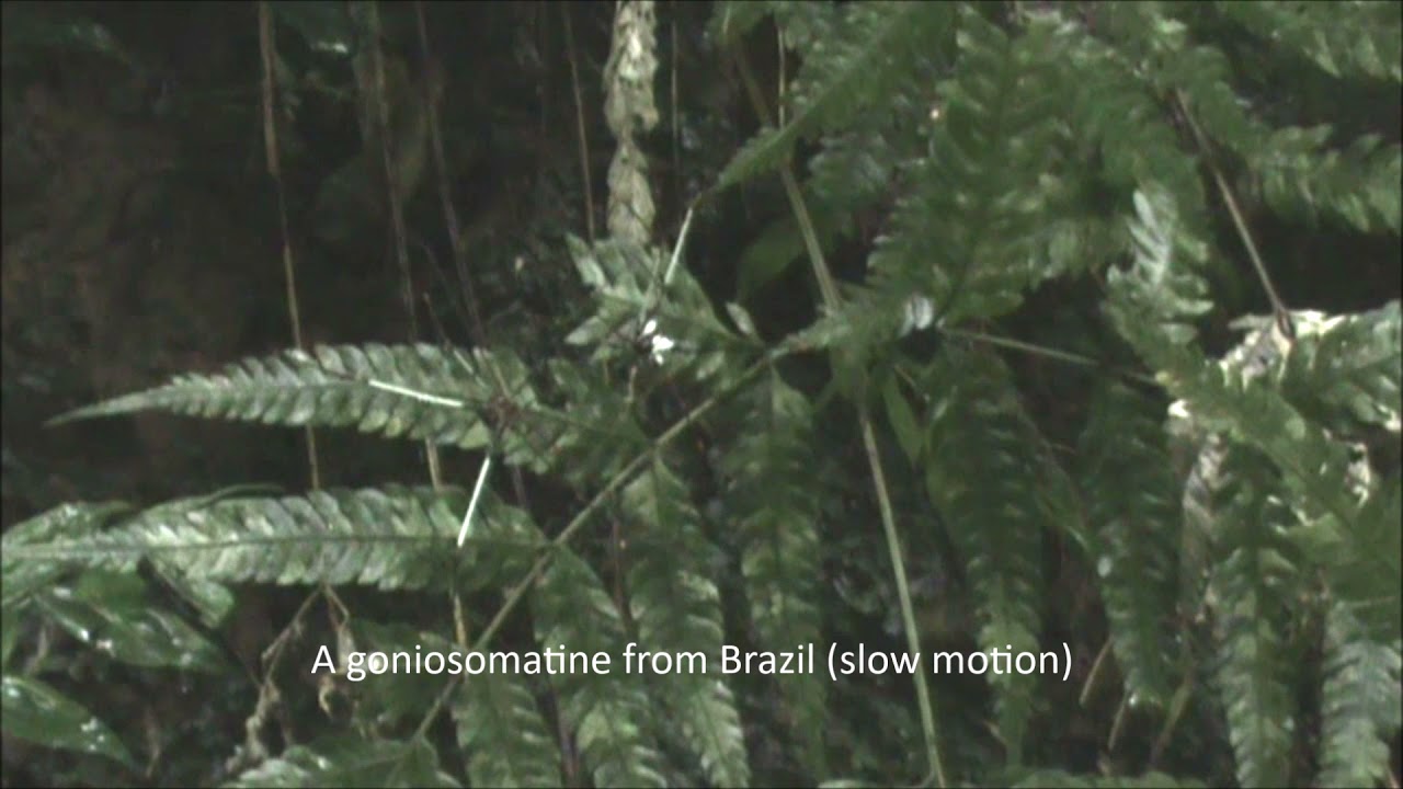 Fighting behavior in Phareicranaus cf. spinultus (Cranaidae) & Serracutisoma proximum (Gonyleptidae)