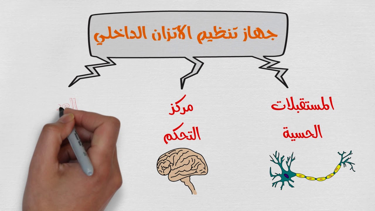 الاتزان الداخلي