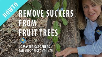 How to Remove Suckers from Fruit Trees