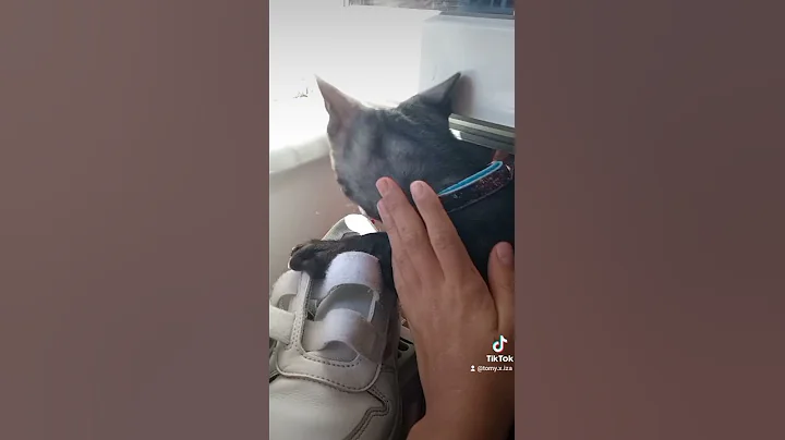 am o pisică cat o vaca,doarme întruna cai vagaboanda,uneiri pare că-i handicapata